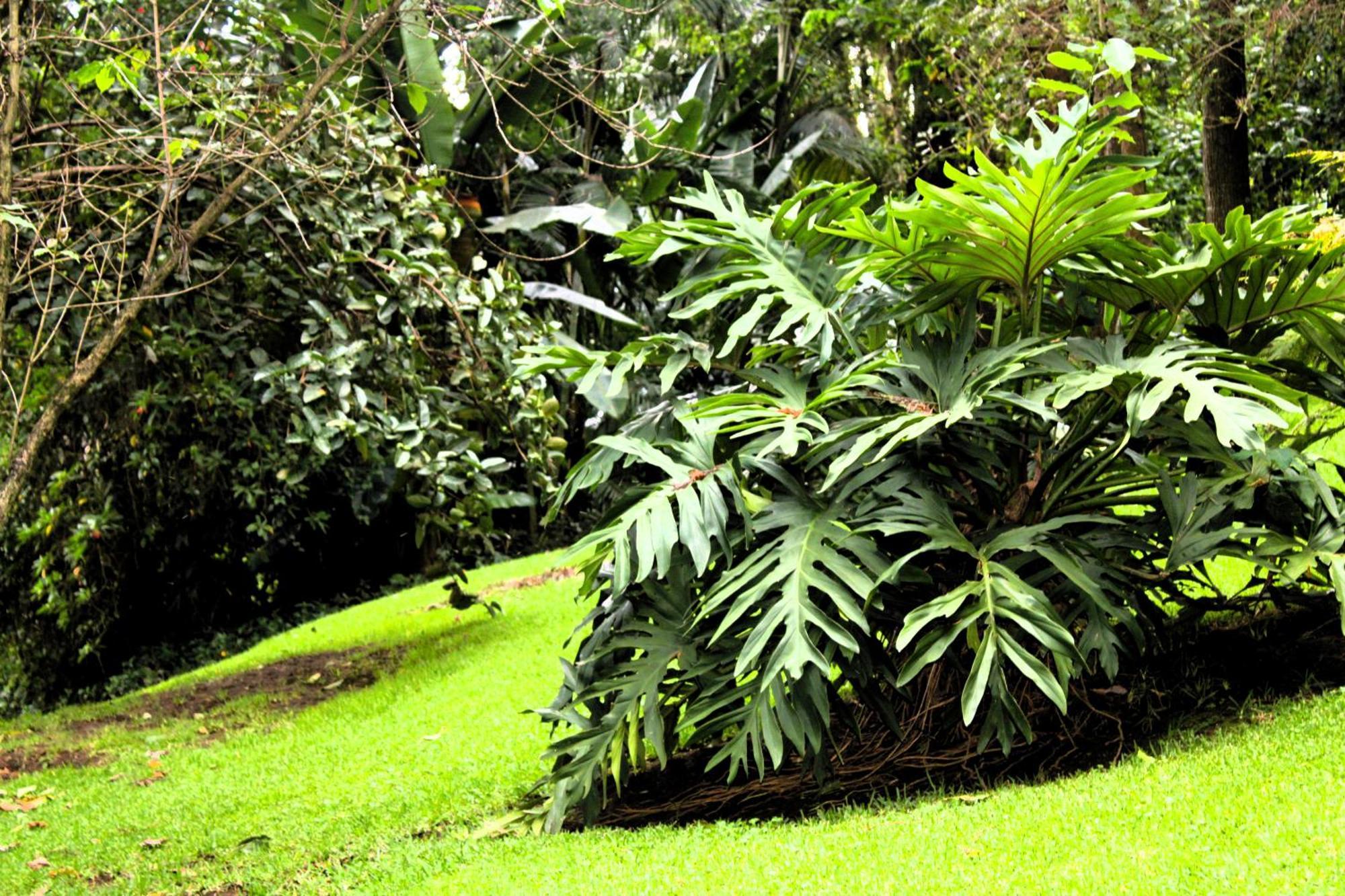 Malkia Trees Lodge Arusha Exterior photo